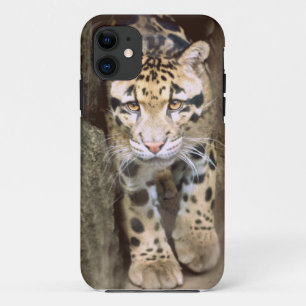 曇らせていたヒョウ iPhone 11 ケース