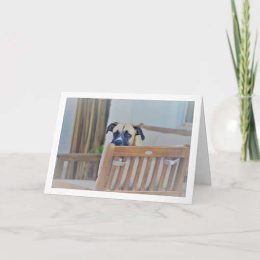 曇りの犬の肖像 カード (正面)