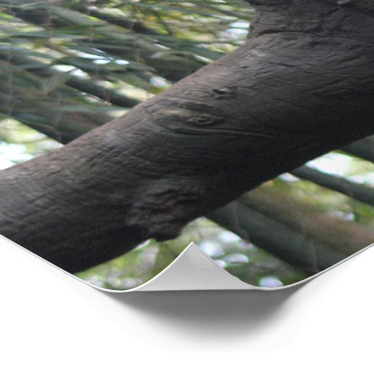 曇りヒョウ写真 ポスター (角)