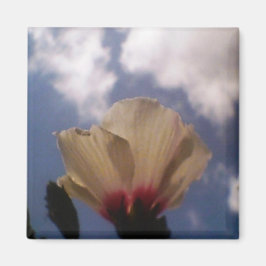 曇り青空に白いバラ マグネット