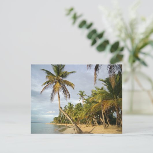 曲がったヤシ ポストカード (スタンド正面)