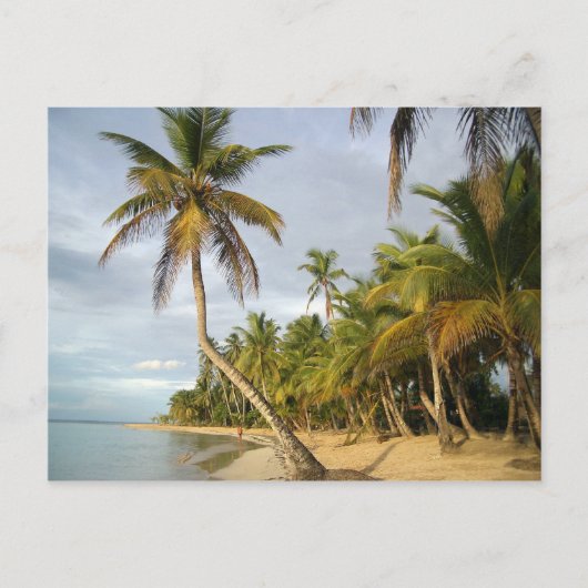 曲がったヤシ ポストカード (正面)