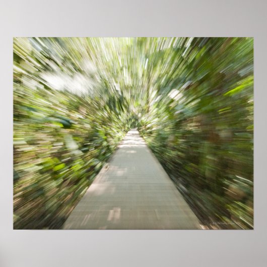 曲がった熱帯雨林を通る木道 ポスター (正面)