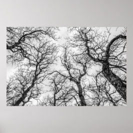 曲がった裸の木の上 ポスター