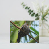 曲がりくねった地鳩 ポストカード (スタンド正面)