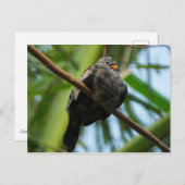 曲がりくねった地鳩 ポストカード (正面/裏面)