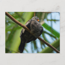 曲がりくねった地鳩 ポストカード