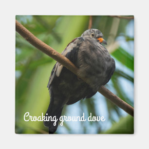 曲がりくねった地鳩 マグネット