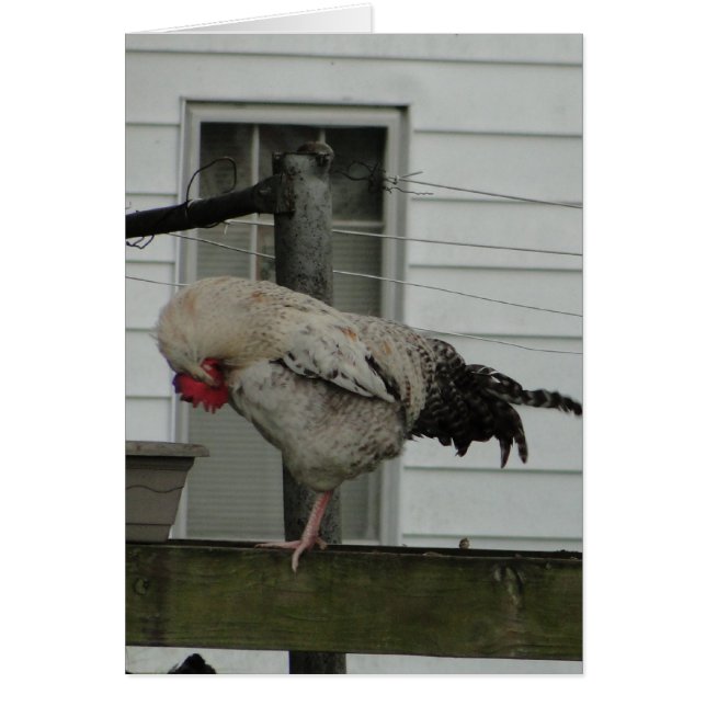 曲げられたオンドリか祈りの言葉 (正面)