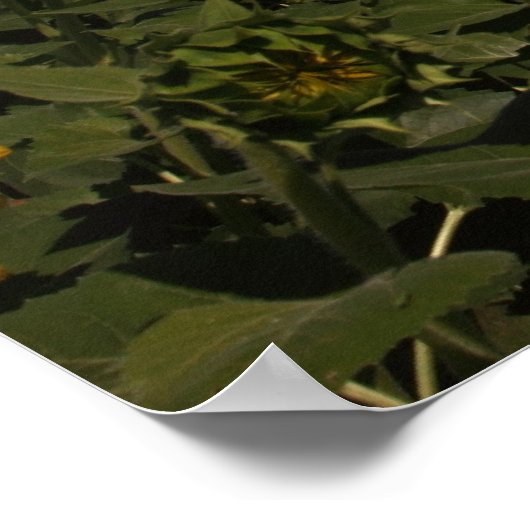 曲率 ポスター (角)