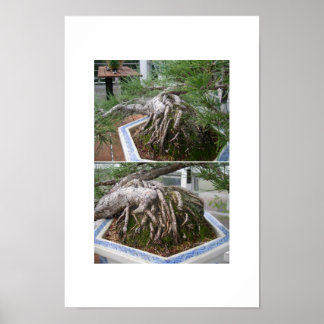 曲盆栽 ポスター