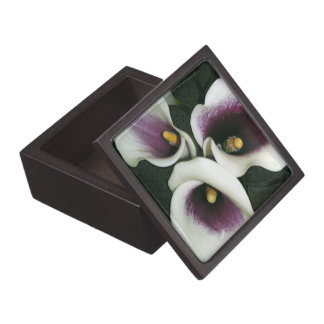 曲線のオランダカイウ ギフトボックス