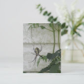 書スパイダーブラックイエローガーデンスパイダーズ写真 ポストカード (スタンド正面)