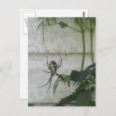 書スパイダーブラックイエローガーデンスパイダーズ写真 ポストカード (正面/裏面)