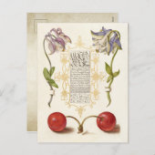 書道ギルド書ハンドオダマキ（植物）さくらんぼ シーズンポストカード (正面/裏面)