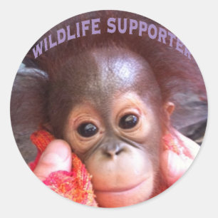 最もかわいいベビーのオランウータンの孤児 ラウンドシール