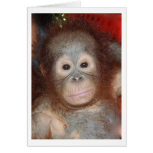 最もかわいいベビーのオランウータン、ボロネオの野性生物