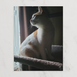 最もドラマチックな猫のキャットツリー ポストカード
