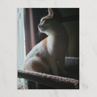 最もドラマチックな猫のキャットツリー ポストカード