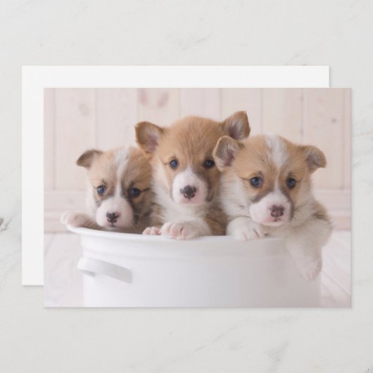 最も可愛い赤ん坊の動物 |かわいいコギの子犬のポット サンキューカード (正面/裏面)