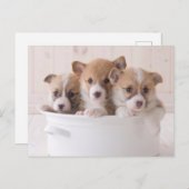 最も可愛い赤ん坊の動物 |かわいいコギの子犬のポット ポストカード (正面/裏面)