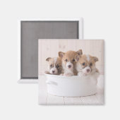 最も可愛い赤ん坊の動物 |かわいいコギの子犬のポット マグネット (正面/裏面)