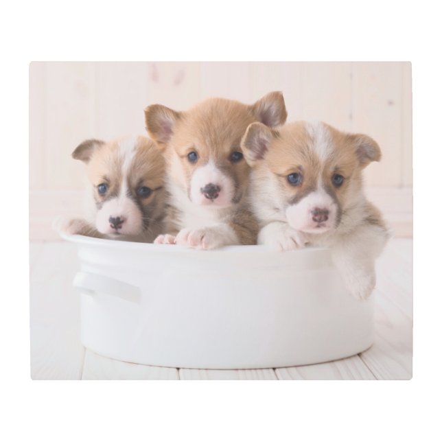 最も可愛い赤ん坊の動物 |かわいいコギの子犬のポット メタルプリント (正面)