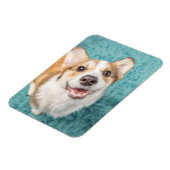 最も可愛い赤ん坊の動物 |かわいいコーギパピースマイル マグネット (左側)