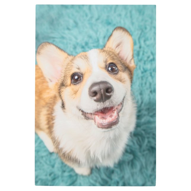 最も可愛い赤ん坊の動物 |かわいいコーギパピースマイル メタルプリント (正面)