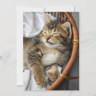 最も可愛い赤ん坊の動物 かわいいタビー猫が眠る サンキューカード