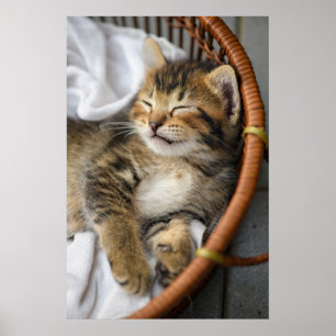 最も可愛い赤ん坊の動物 かわいいタビー猫が眠る ポスター