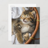 最も可愛い赤ん坊の動物 |かわいいタビー猫が眠る ポストカード (正面/裏面)
