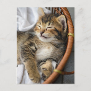 最も可愛い赤ん坊の動物  かわいいタビー猫が眠る ポストカード