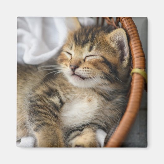 最も可愛い赤ん坊の動物 |かわいいタビー猫が眠る マグネット (正面)
