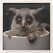 最も可愛い赤ん坊の動物 |かわいいブシュベビー ガラスコースター (正面)