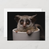 最も可愛い赤ん坊の動物 |かわいいブシュベビー ポストカード (正面/裏面)