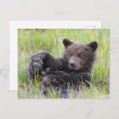 最も可愛い赤ん坊の動物 |かわいいブラウンベア遊カブ ポストカード (正面/裏面)