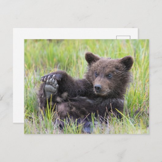 最も可愛い赤ん坊の動物 |かわいいブラウンベア遊カブ ポストカード (正面/裏面)