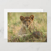 最も可愛い赤ん坊の動物 |かわいいベビーライオンの子 ポストカード (正面/裏面)