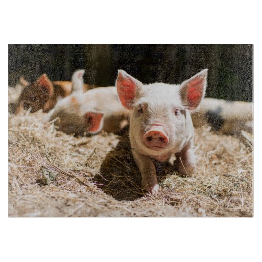 最も可愛い赤ん坊の動物 |かわいいベビー豚 カッティングボード (正面)