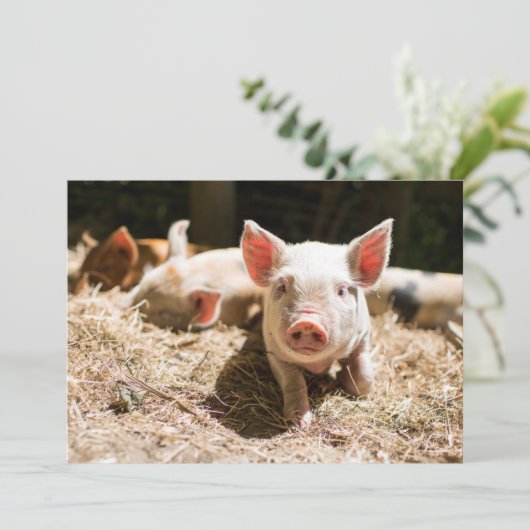 最も可愛い赤ん坊の動物 |かわいいベビー豚 サンキューカード (スタンド正面)