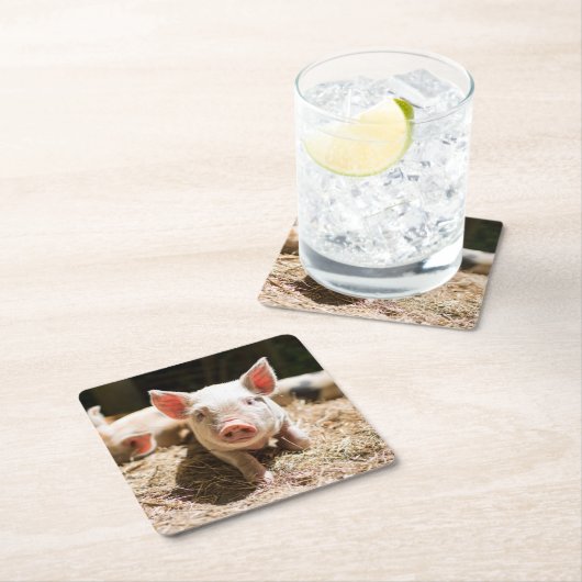 最も可愛い赤ん坊の動物 |かわいいベビー豚 スクエアペーパーコースター (インサイチュ)