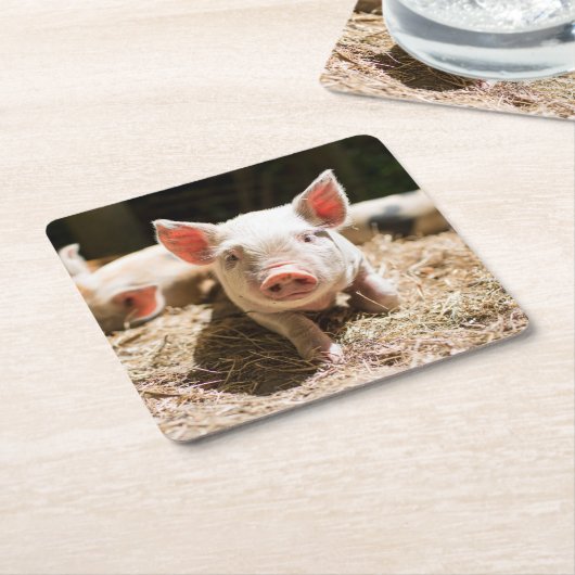最も可愛い赤ん坊の動物 |かわいいベビー豚 スクエアペーパーコースター (アングル)