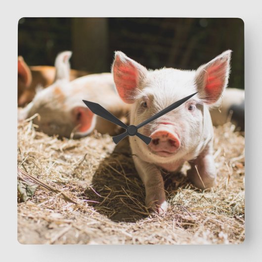 最も可愛い赤ん坊の動物 |かわいいベビー豚 スクエア壁時計 (正面)