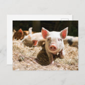 最も可愛い赤ん坊の動物 |かわいいベビー豚 ポストカード (正面/裏面)
