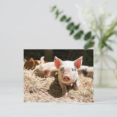 最も可愛い赤ん坊の動物 |かわいいベビー豚 ポストカード (スタンド正面)
