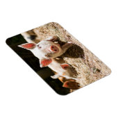 最も可愛い赤ん坊の動物 |かわいいベビー豚 マグネット (右側)