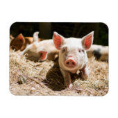 最も可愛い赤ん坊の動物 |かわいいベビー豚 マグネット (横)
