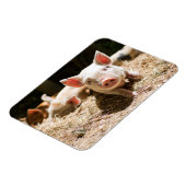 最も可愛い赤ん坊の動物 |かわいいベビー豚 マグネット (左側)