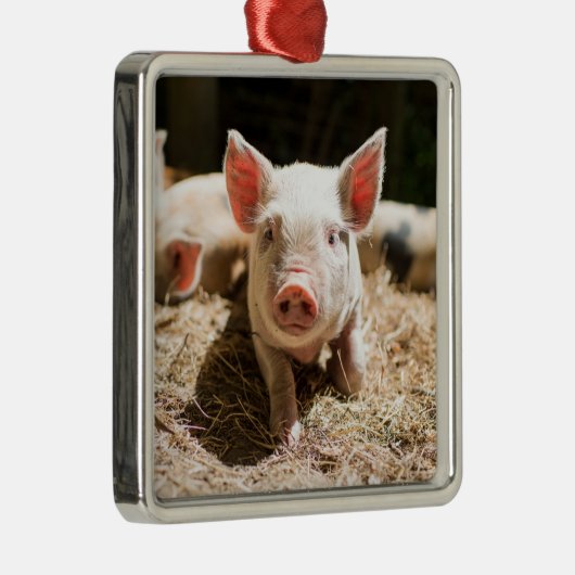 最も可愛い赤ん坊の動物 |かわいいベビー豚 メタルオーナメント (右)
